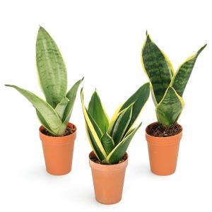 (観葉植物)インテリア サンスベリア 2号ロン...の詳細画像3