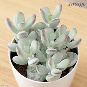 (多肉植物)コチレドン 福だるま 3号(1鉢)の詳細画像1