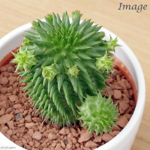 (多肉植物)ユーフォルビア ドラゴンボール(ス...の詳細画像1
