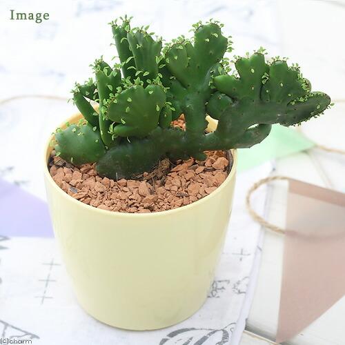 （多肉植物）ユーフォルビア　グーチョキパー（オンコクラータ綴化）　３号（１鉢）
