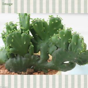(多肉植物)ユーフォルビア グーチョキパー(オ...の詳細画像1