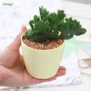 (多肉植物)ユーフォルビア グーチョキパー(オ...の詳細画像2
