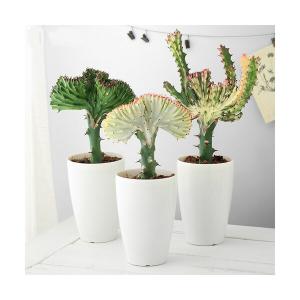 （多肉植物）ユーフォルビア　ラクテア　クリスタータ(クイーンマハラジャ)　４号（１鉢）