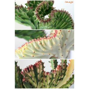(多肉植物)ユーフォルビア ラクテア クリスタ...の詳細画像1