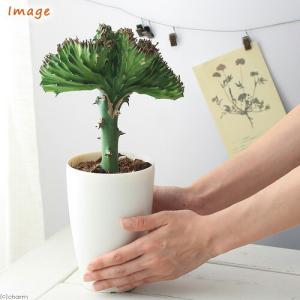 (多肉植物)ユーフォルビア ラクテア クリスタ...の詳細画像2