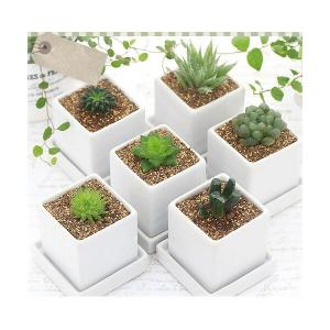 (多肉植物)ハオルチア 品種おまかせ 陶器鉢植え...の商品画像
