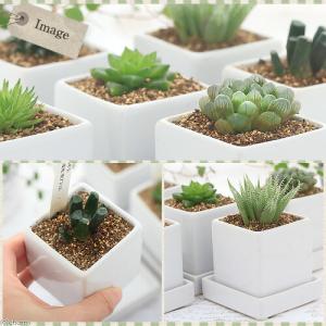 (多肉植物)ハオルチア 品種おまかせ 陶器鉢植...の詳細画像1