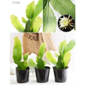 (観葉植物)月下美人(ゲッカビジン) 3号(1...の詳細画像1