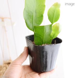 (観葉植物)月下美人(ゲッカビジン) 3号(1...の詳細画像2
