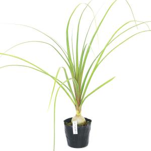 (観葉植物)トックリラン 2.5〜3号(1ポッ...の詳細画像1