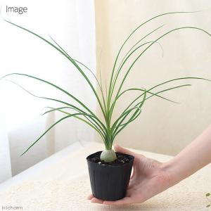 (観葉植物)トックリラン 2.5〜3号(1ポッ...の詳細画像2