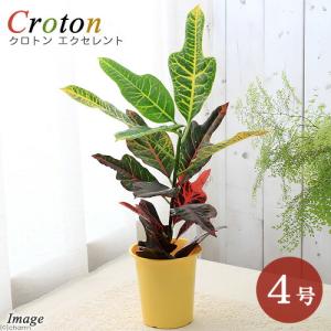 （観葉植物）クロトン　エクセレント　４号（１鉢）