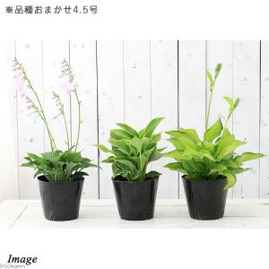 (山野草)ギボウシ(擬宝珠) 品種おまかせ 3...の詳細画像1