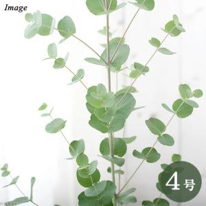 （観葉植物）ユーカリ　グニーユーカリ　４号（１鉢）