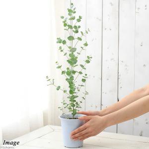 (観葉植物)ユーカリ グニーユーカリ 4号(1鉢)の詳細画像1