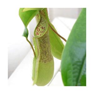 （食虫植物）ウツボカズラ　ネペンテス　ルイーザ　吊り鉢タイプ　５〜６号（１鉢）