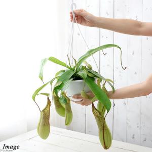 (食虫植物)ウツボカズラ ネペンテス ルイーザ...の詳細画像1