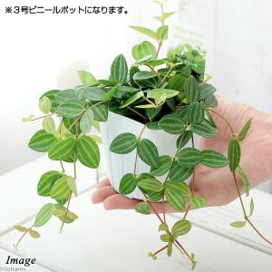(観葉植物)ペペロミア アングラータ 3号(3...の詳細画像1