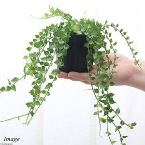 (観葉植物)ディスキディア ルスキフォリア(ミ...の詳細画像1
