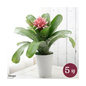 （観葉植物）エクメア　ファスキアータ　５号（１鉢）タンクブロメリア