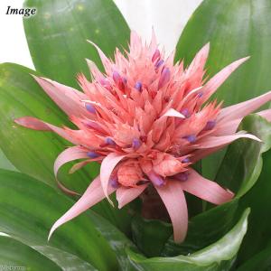 (観葉植物)エクメア ファスキアータ 5号(1...の詳細画像1