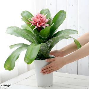 (観葉植物)エクメア ファスキアータ 5号(1...の詳細画像2