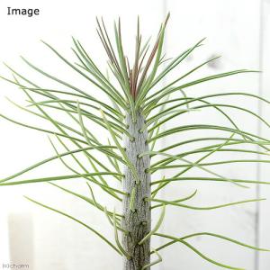 (多肉植物)セネシオ クレイニア(モンキーツリ...の詳細画像1