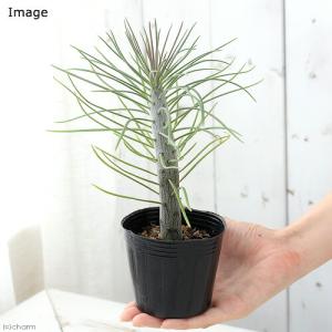 (多肉植物)セネシオ クレイニア(モンキーツリ...の詳細画像2