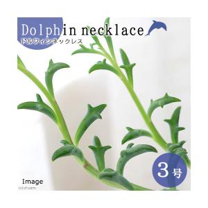 （多肉植物）ドルフィンネックレス　２．５〜３号（１ポット）