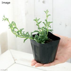 (多肉植物)ドルフィンネックレス 2.5〜3号...の詳細画像1