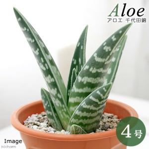 (多肉植物)アロエ 千代田錦 4号(1鉢)の商品画像