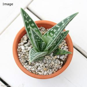 (多肉植物)アロエ 千代田錦 4号(1鉢)の詳細画像1