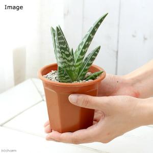 (多肉植物)アロエ 千代田錦 4号(1鉢)の詳細画像2