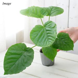 (観葉植物)フィカス ウンベラータ 3号(1ポット)の詳細画像1