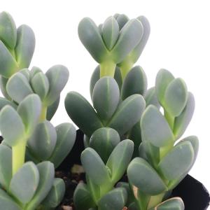 (多肉植物)メセン レーマニー 2.5〜3号(1鉢)の詳細画像1