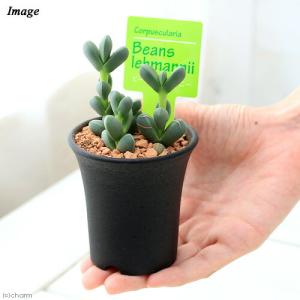 (多肉植物)メセン レーマニー 2.5〜3号(1鉢)の詳細画像2