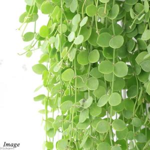(観葉植物)ディスキディア ヌンムラリア 吊り...の詳細画像1