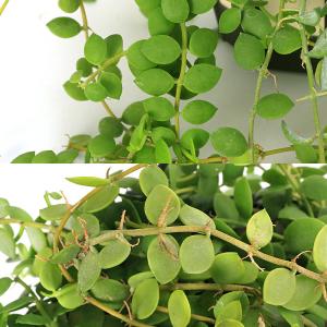 (観葉植物)ディスキディア ヌンムラリア 吊り...の詳細画像1
