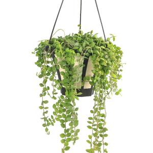 (観葉植物)ディスキディア ヌンムラリア 吊り...の詳細画像2
