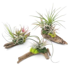 (観葉植物)エアープランツ 熊野舎利流木アレンジ...の商品画像