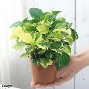 (観葉植物)ペペロミア グラベラ 3号(1鉢)の詳細画像1