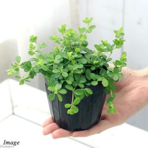 (観葉植物)ペペロミア デピーナ 2.5〜3号...の詳細画像1