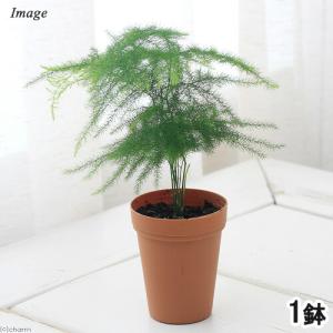 （観葉植物）アスパラガス　ナナス　２号ロング（１鉢）