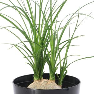 （観葉植物）トックリラン　子ブタのしっぽ　３号（１鉢）