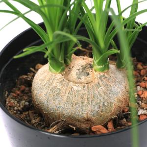 (観葉植物)トックリラン 子ブタのしっぽ 3号...の詳細画像1