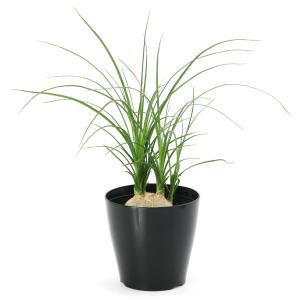 (観葉植物)トックリラン 子ブタのしっぽ 3号...の詳細画像2