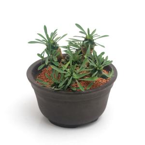 （多肉植物）ユーフォルビア　峨眉山（ガビザン）　３．５号（１鉢）