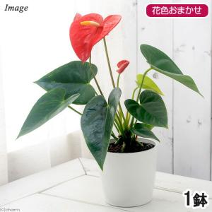 （観葉植物）アンスリウム（花色おまかせ）　５〜６号（１鉢）