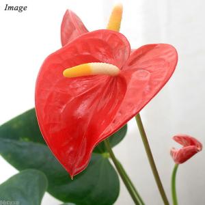 (観葉植物)アンスリウム(花色おまかせ) 5〜...の詳細画像1
