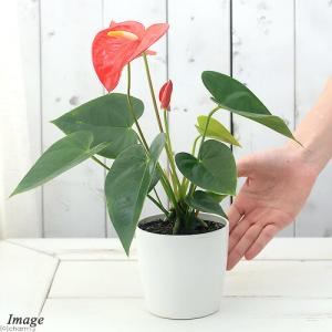 (観葉植物)アンスリウム(花色おまかせ) 5〜...の詳細画像2